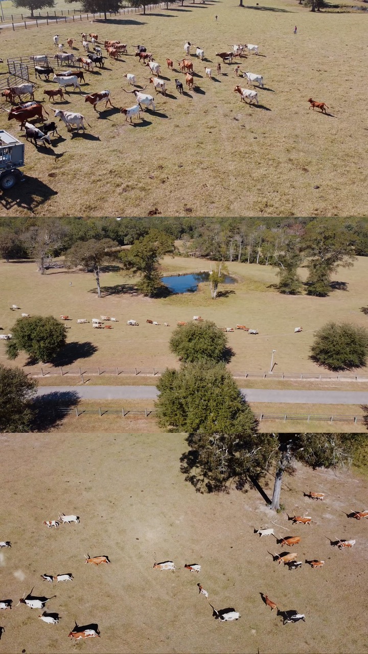 Aerial view of the herd crossing the pasture