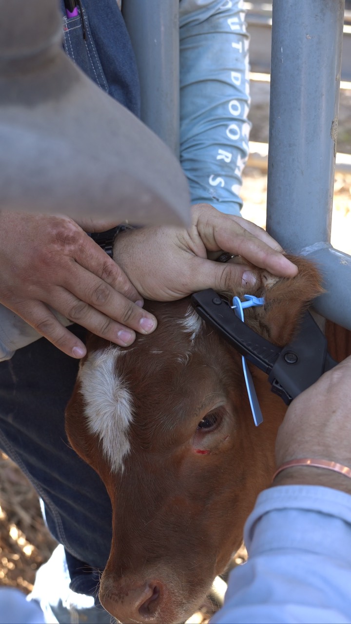 Close up of a calf held steady by the crew