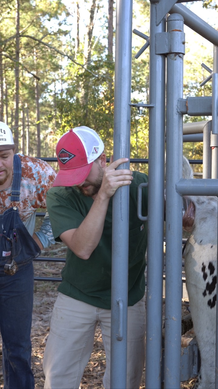 Ranch crew working the cattle chute