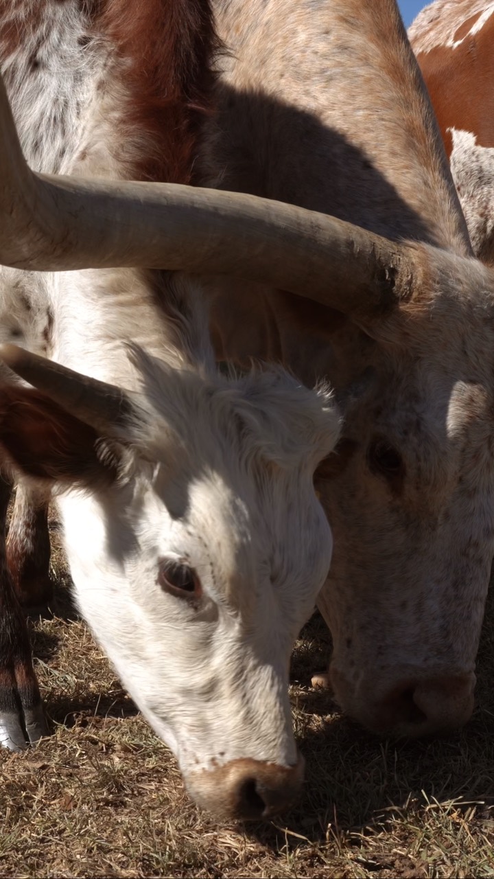Longhorn steers feeding